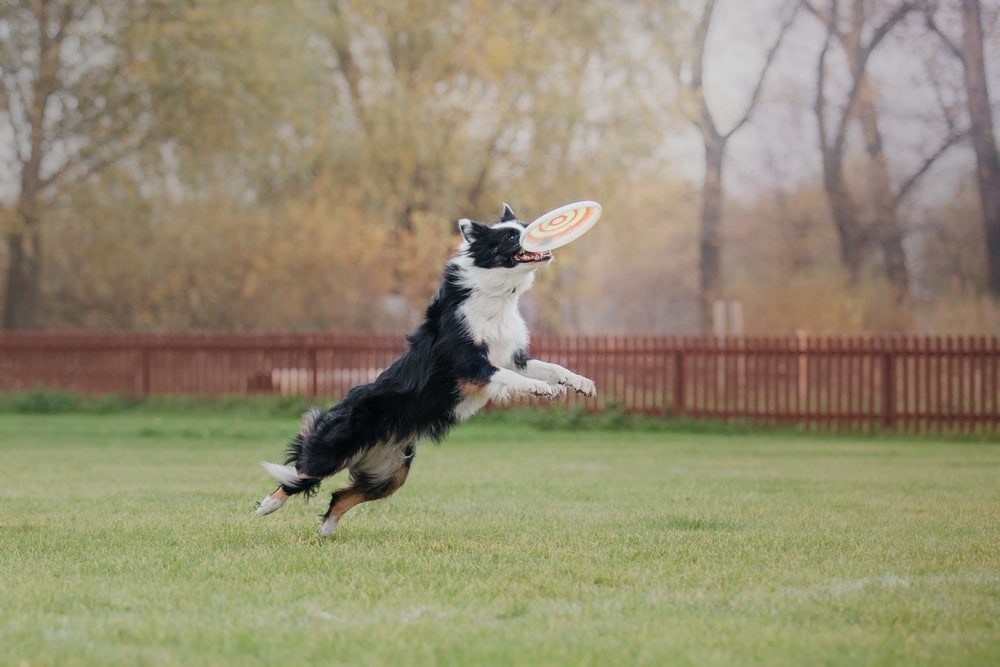 bordercollietrain3