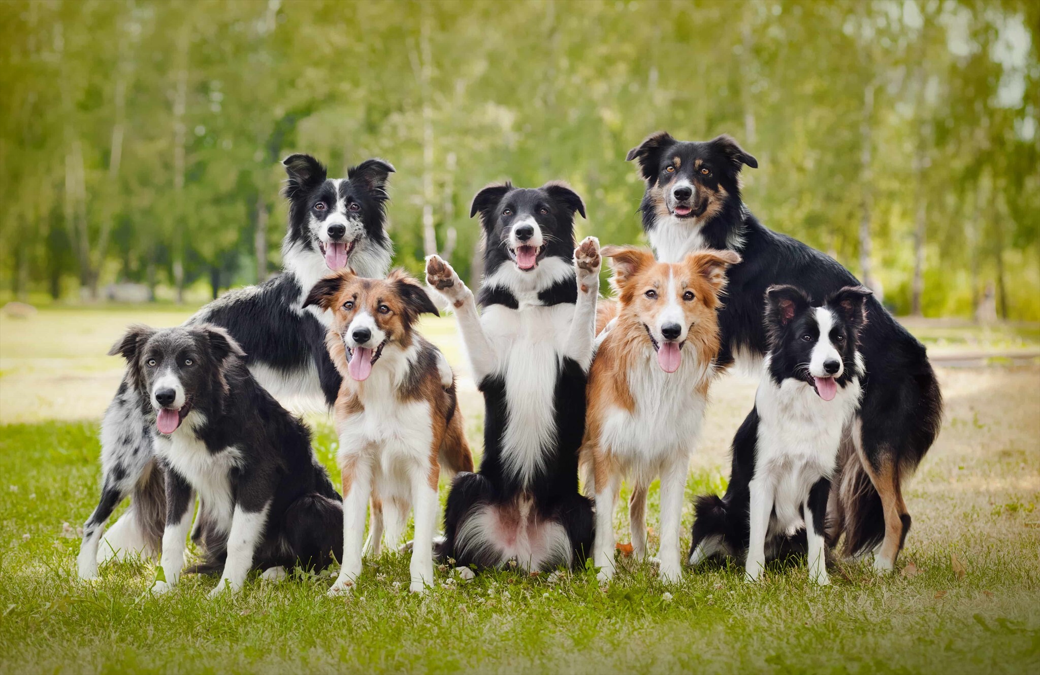 bordercollietrain4