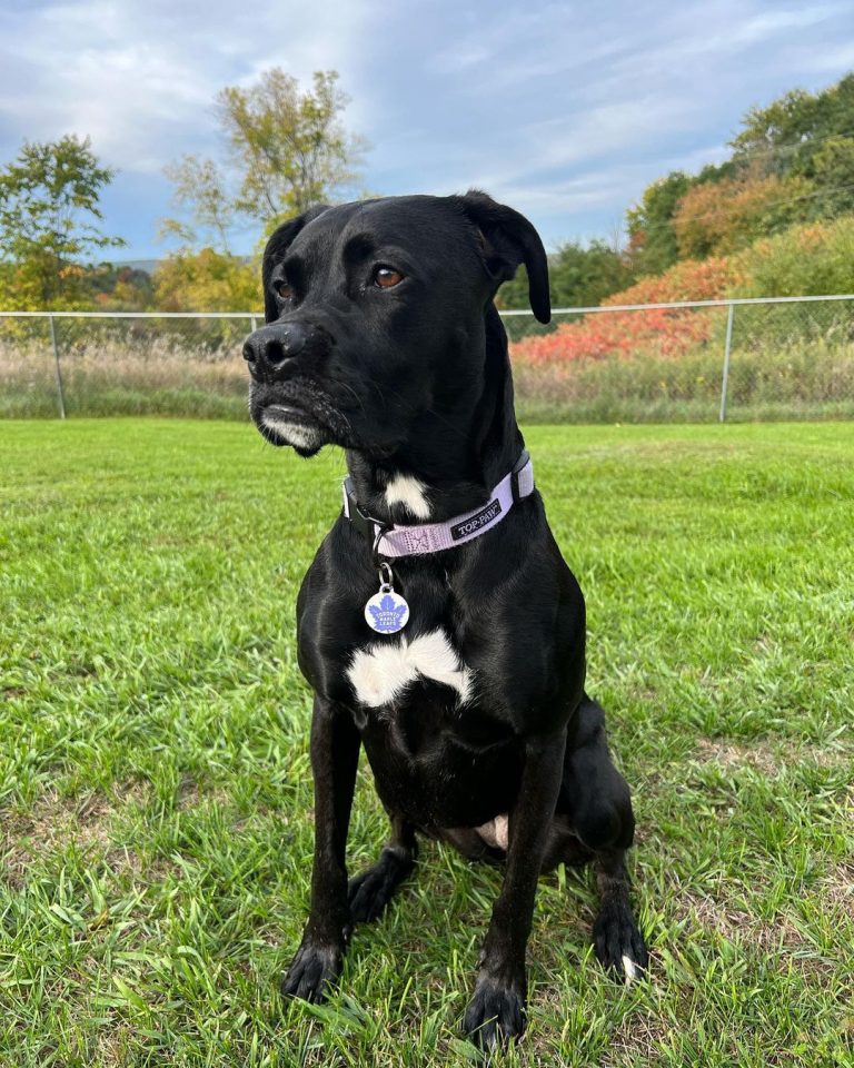 Boxer Lab Mix Two Comparable Breeds Bred Together