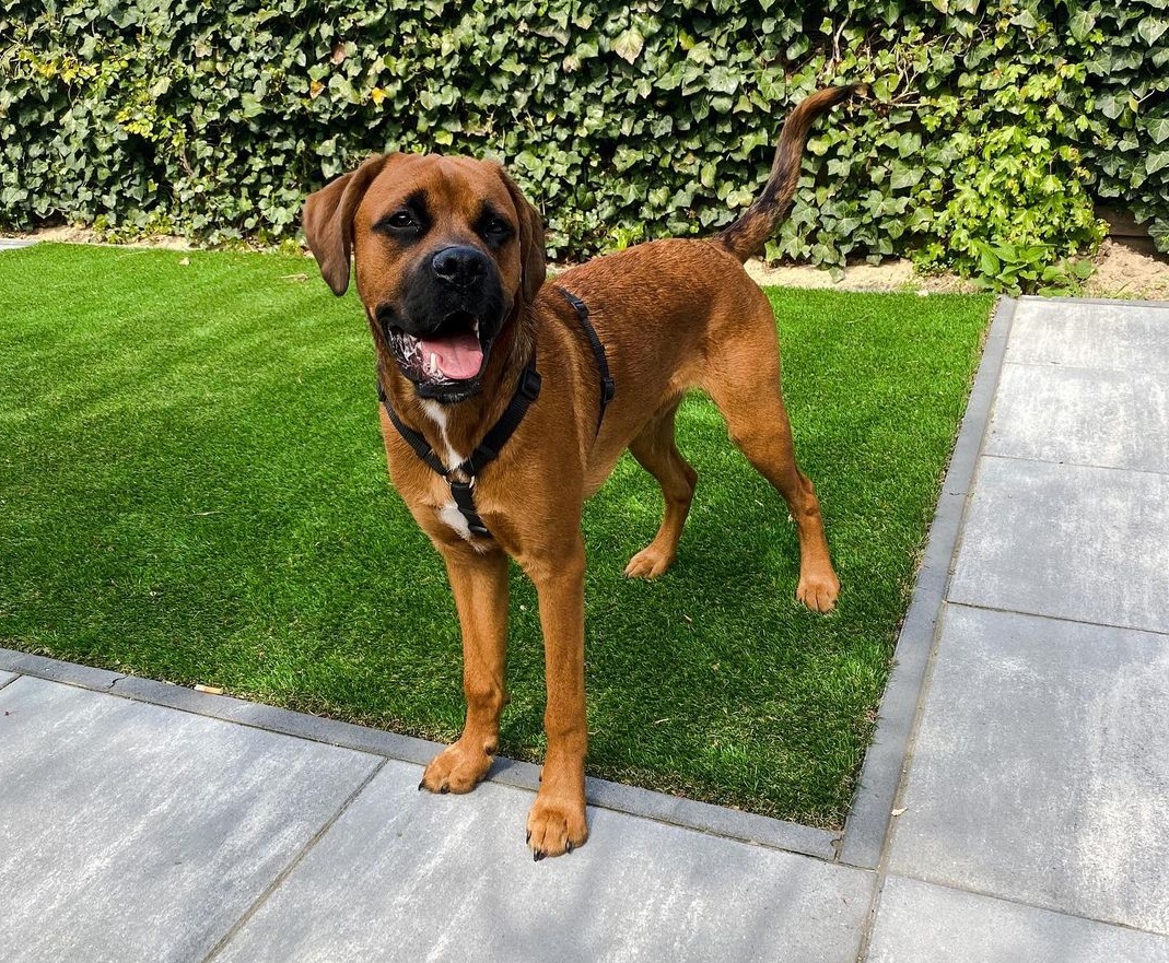 Boxer Lab Mix Two Comparable Breeds Bred Together