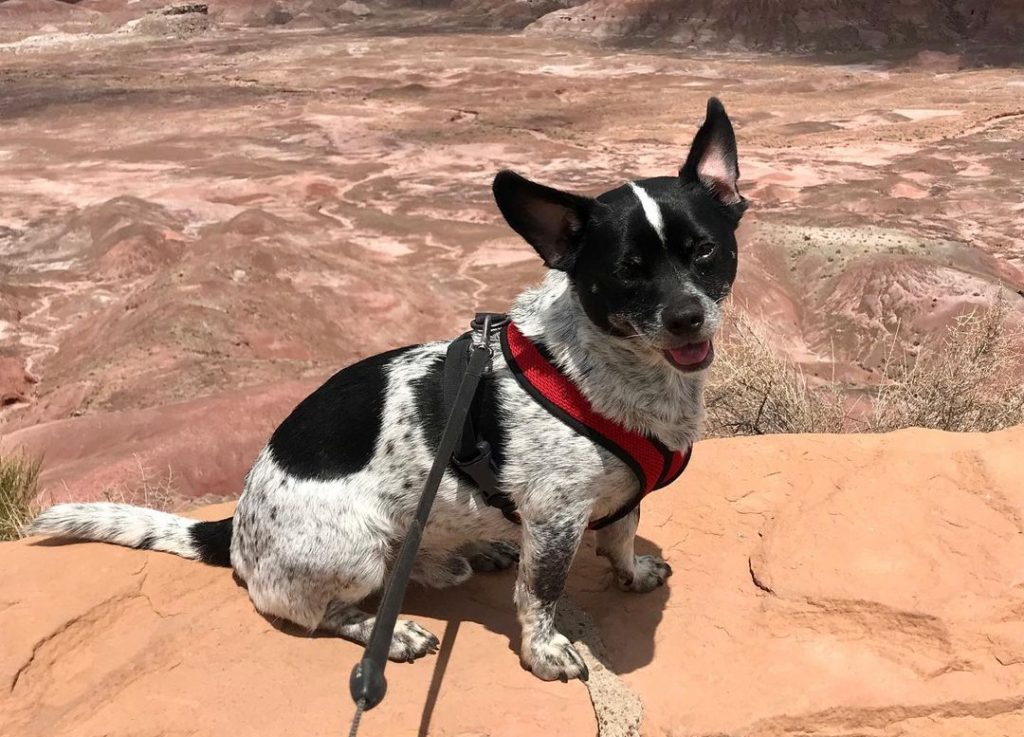Blue Heeler Mix With Chihuahua What Is The Result?