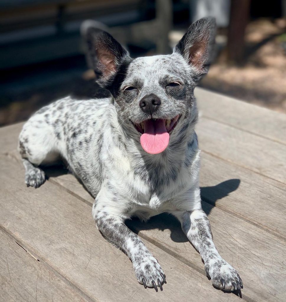 Chihuahua Meets Ranch Dog—And the Result Is Surprisingly Adorable 36 chiheeler4 e1676435356955