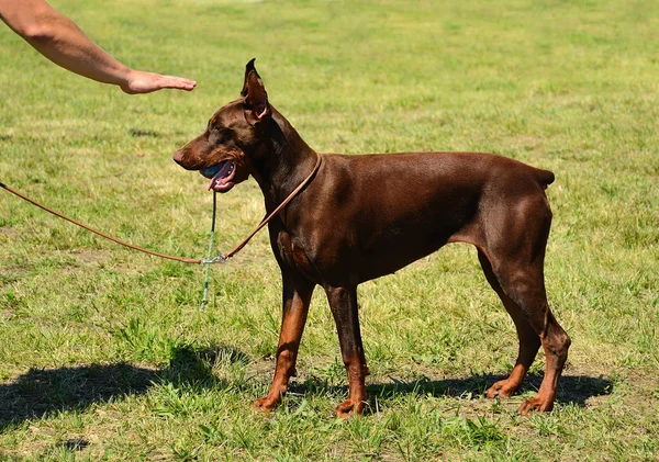 depositphotos 50440131 stock photo beautiful brown doberman pinscher