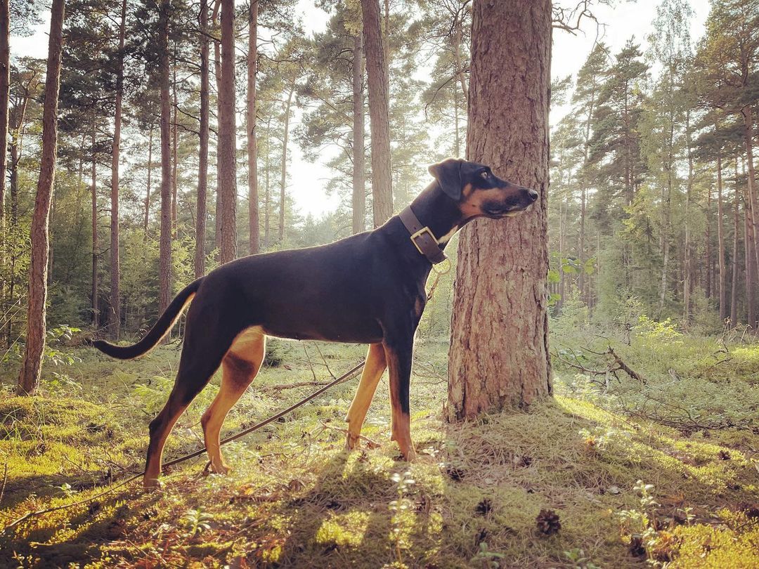 doberlab