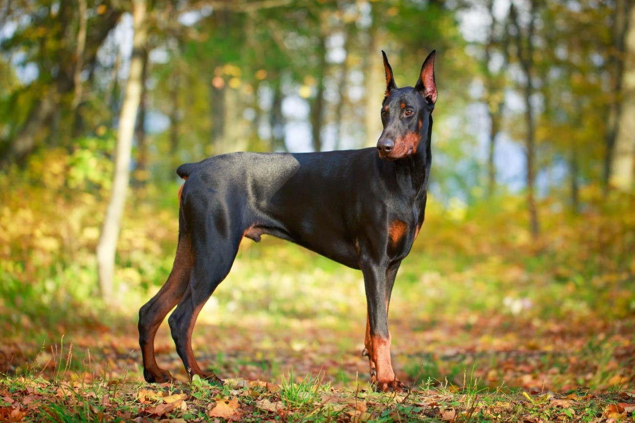 doberman