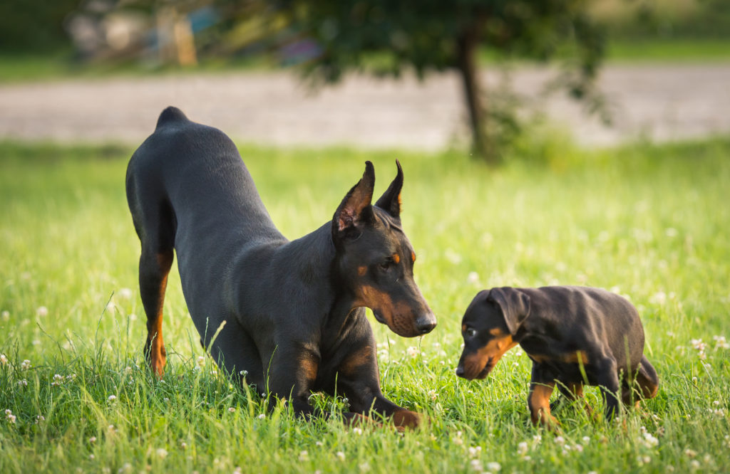 How To Train A Doberman? Best Way To Work Your Working Dog 19 doberman6