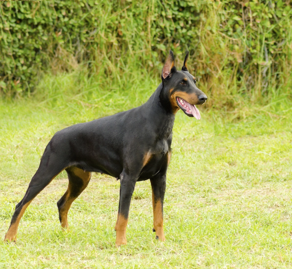 doberman pinscher