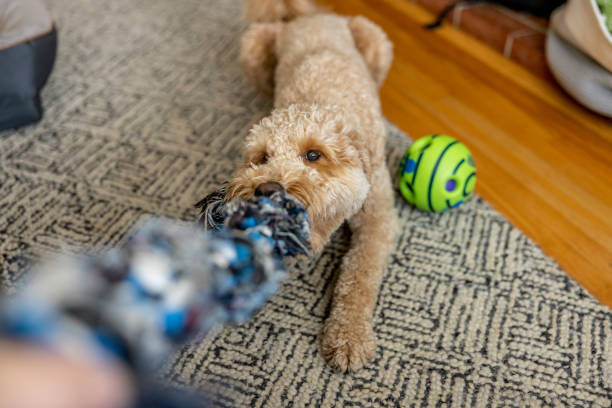 goldendoodle