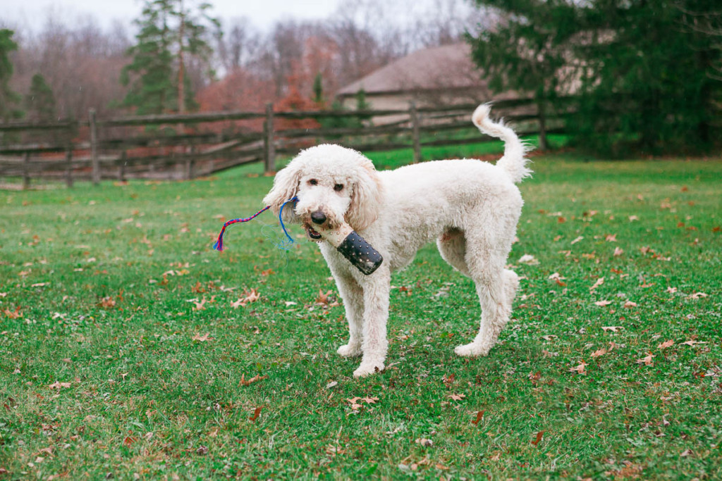 goldendoodle1