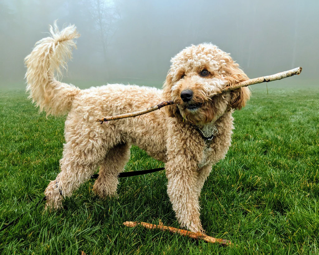 goldendoodle3