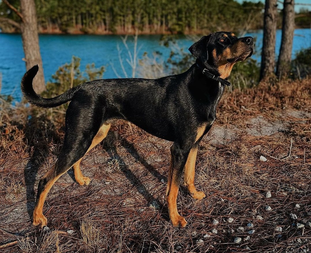 gsd doberman1