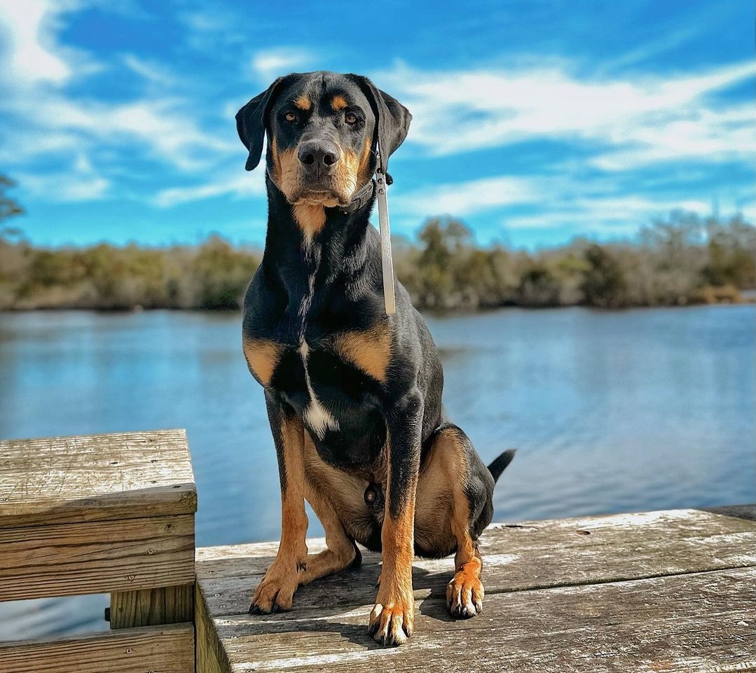 German Shepherd Doberman Mix Even Better Guard Dog And Family Pet german-shepherd-doberman-mix-even-better-guard-dog-and-family-pet