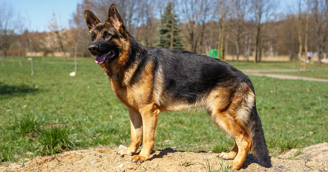 gsd1