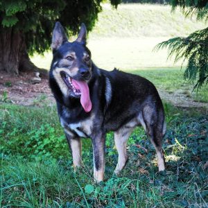 German Shepherd Wolf Mix – The Wolfdog You Can Actually Bring Home