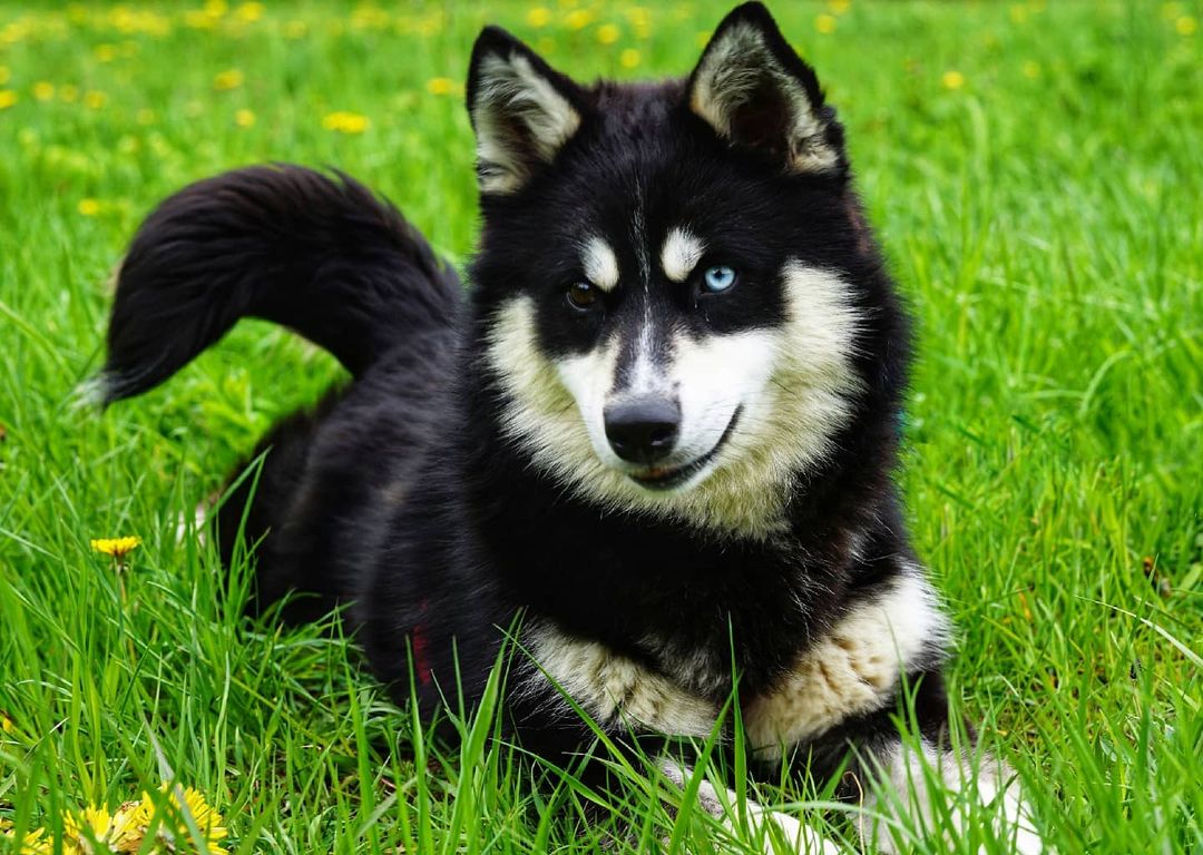 husky shiba