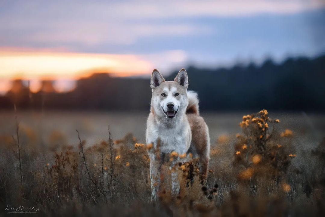 Shiba Inu Husky Mix – Wolf And Fox Coming Together – The Daily Tail