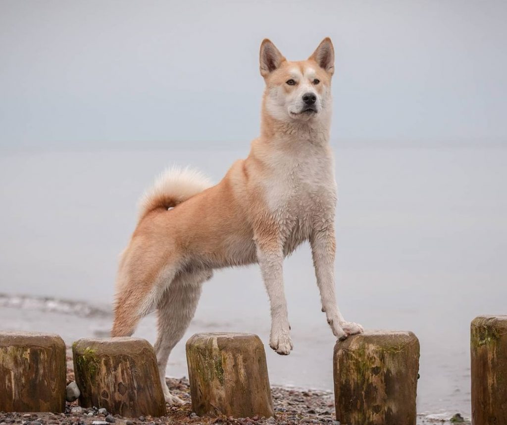 husky shiba2