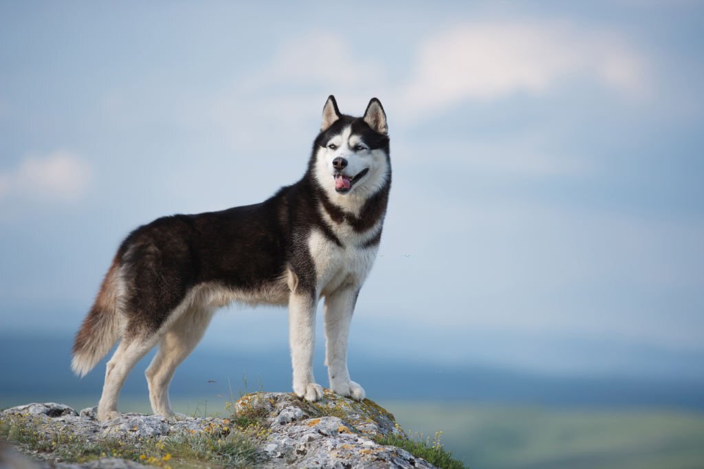 husky