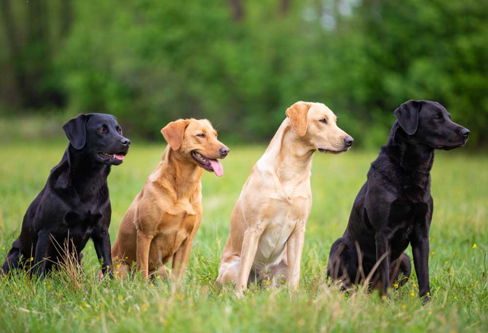 labrador