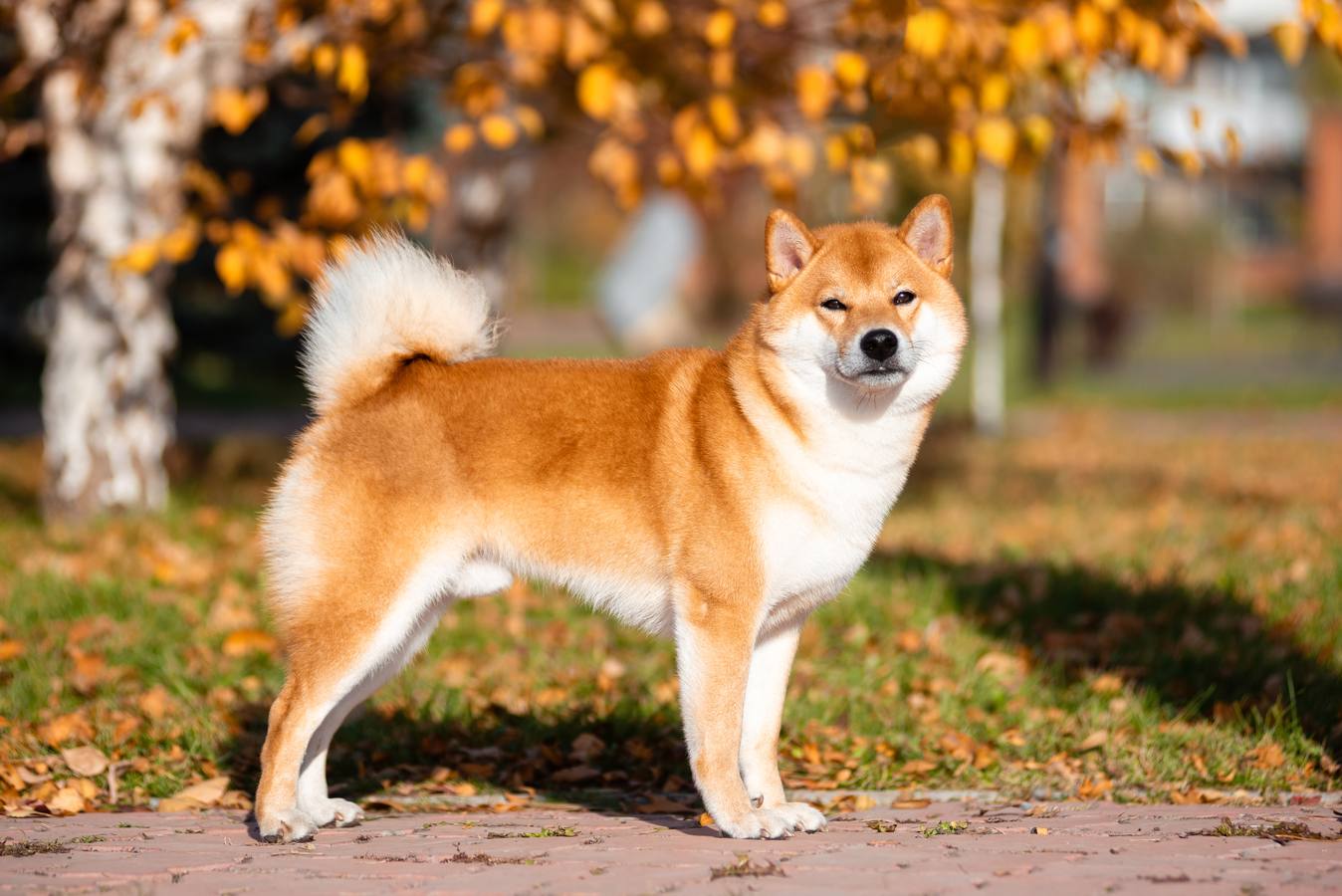 shiba