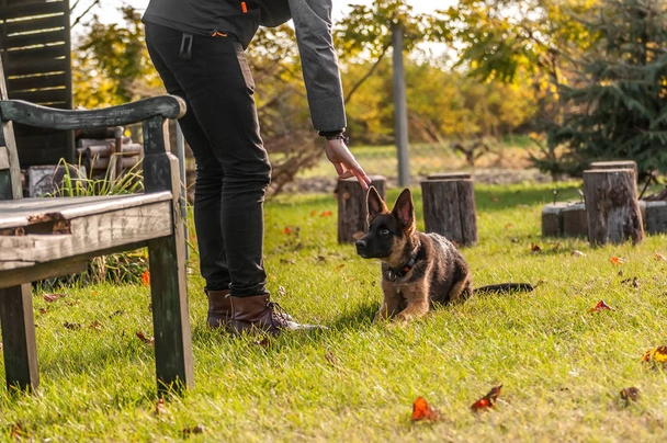 training of a puppy german