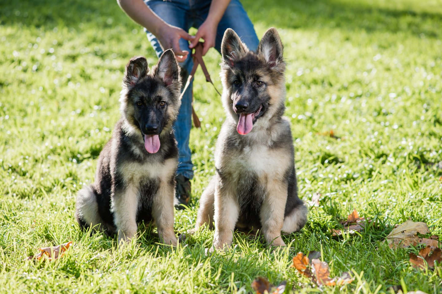 training of a puppy german1