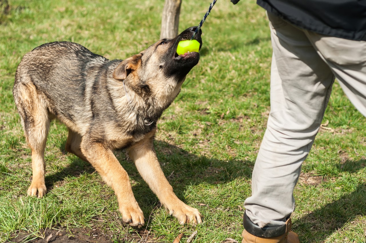 training of a puppy german2