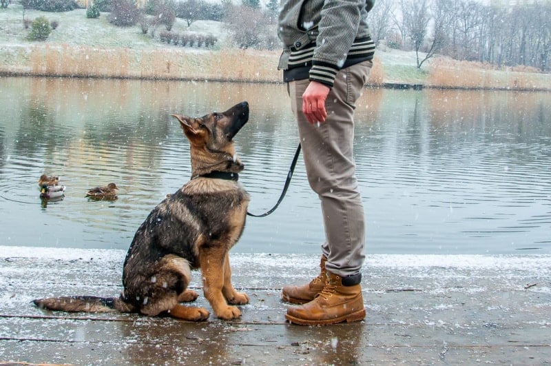 training of a puppy german3