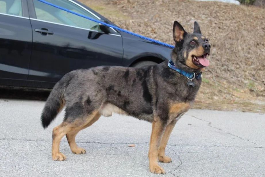 Catahoula german shepherd