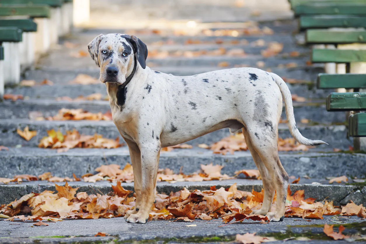 Catahoula1