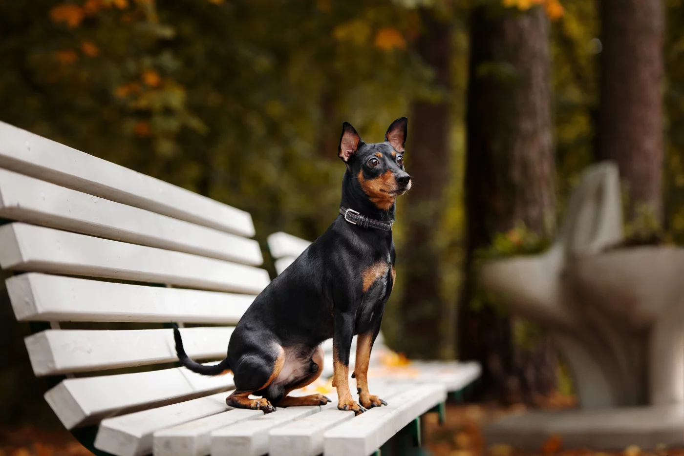 Miniature Pinscher