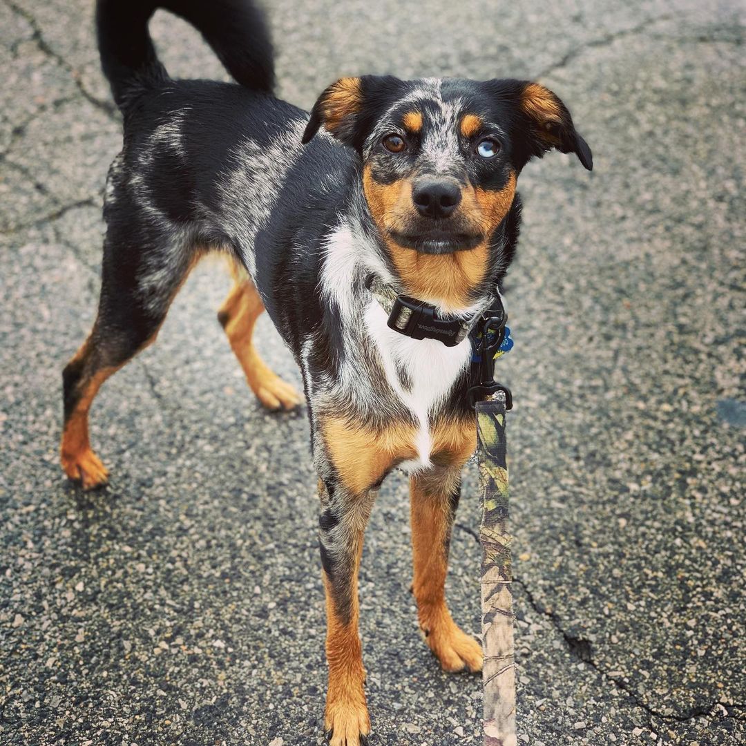 blueheelercatahoula