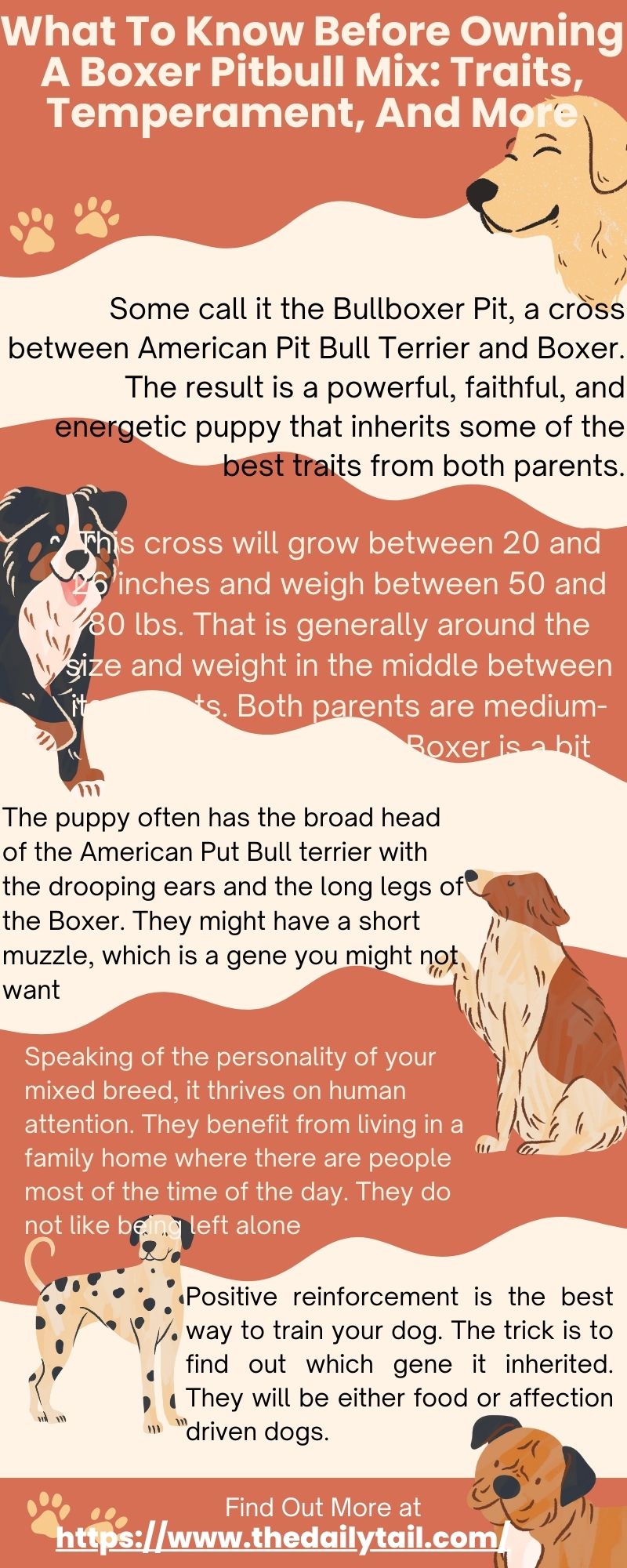 boxer pitbull mix infographic