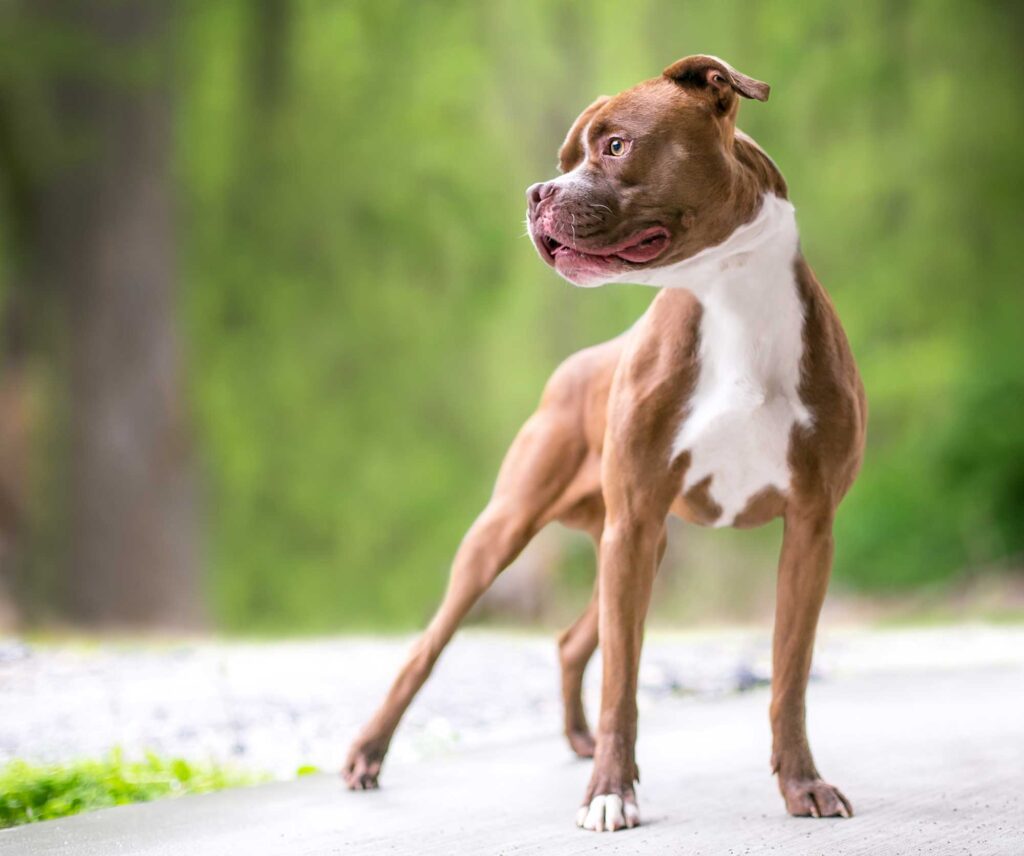 boxer pitbull