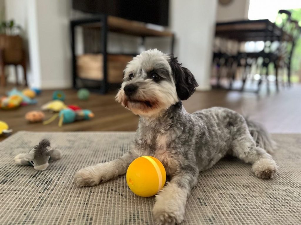 Interactive Fun The Best Toys For Dogs That Move On Their Own