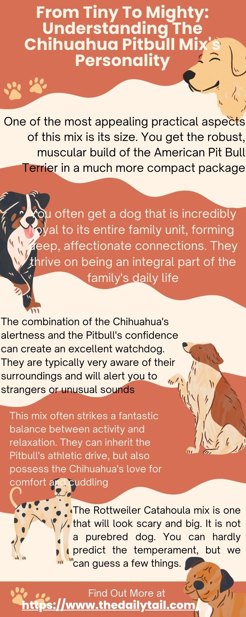 chihuahua pitbull mix infographic