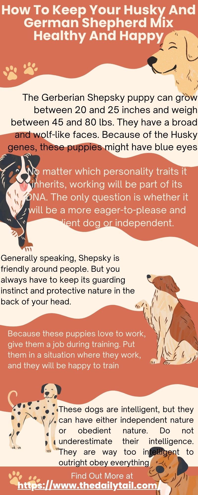 german shepherd husky mix infographic