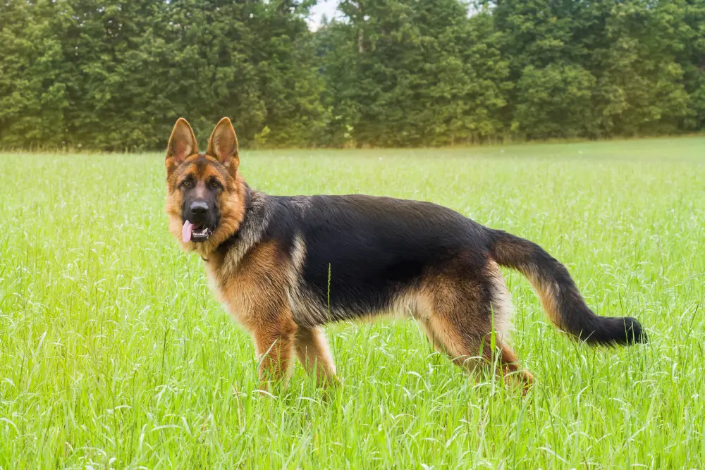 german shepherd