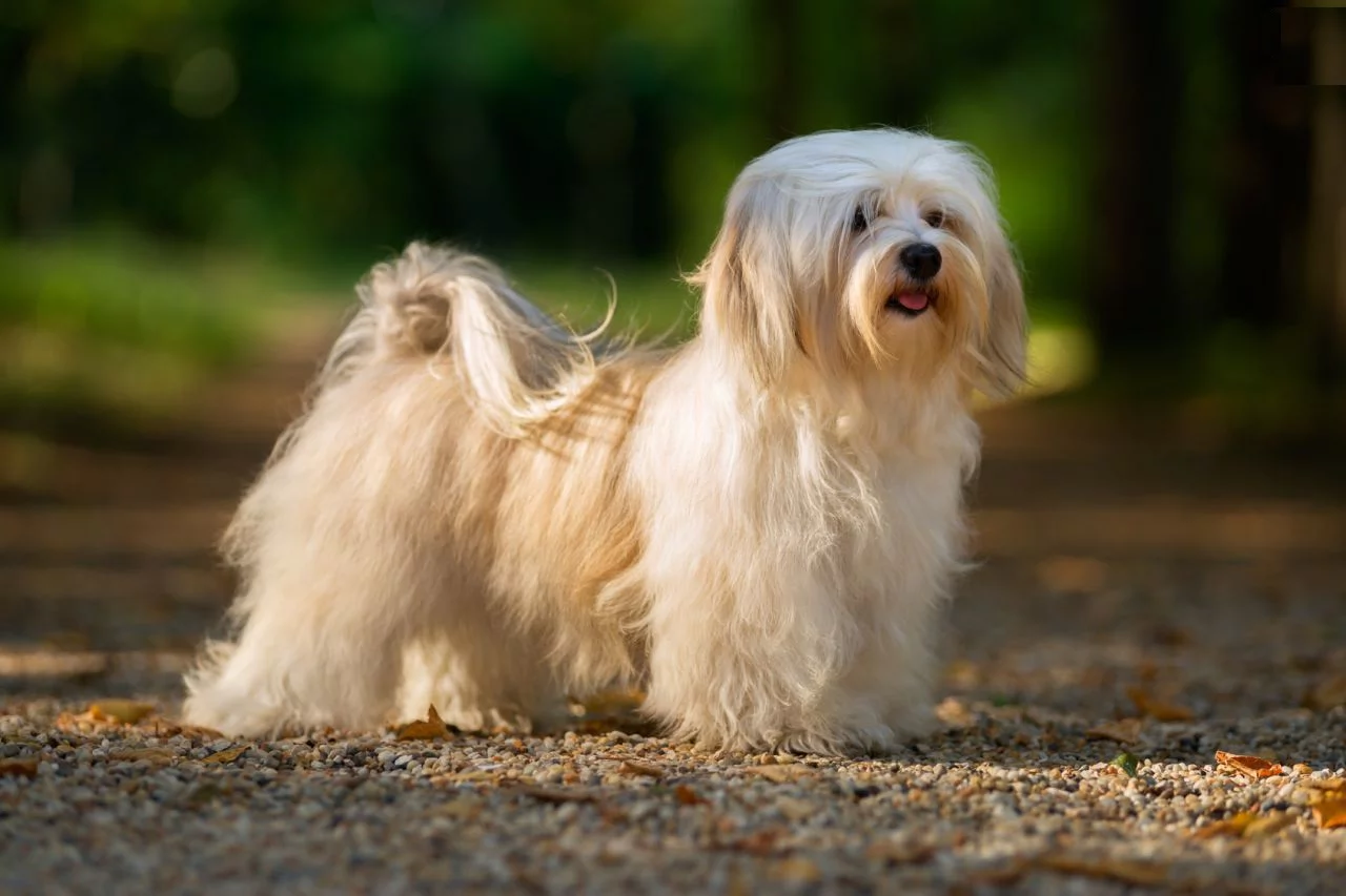 havanese