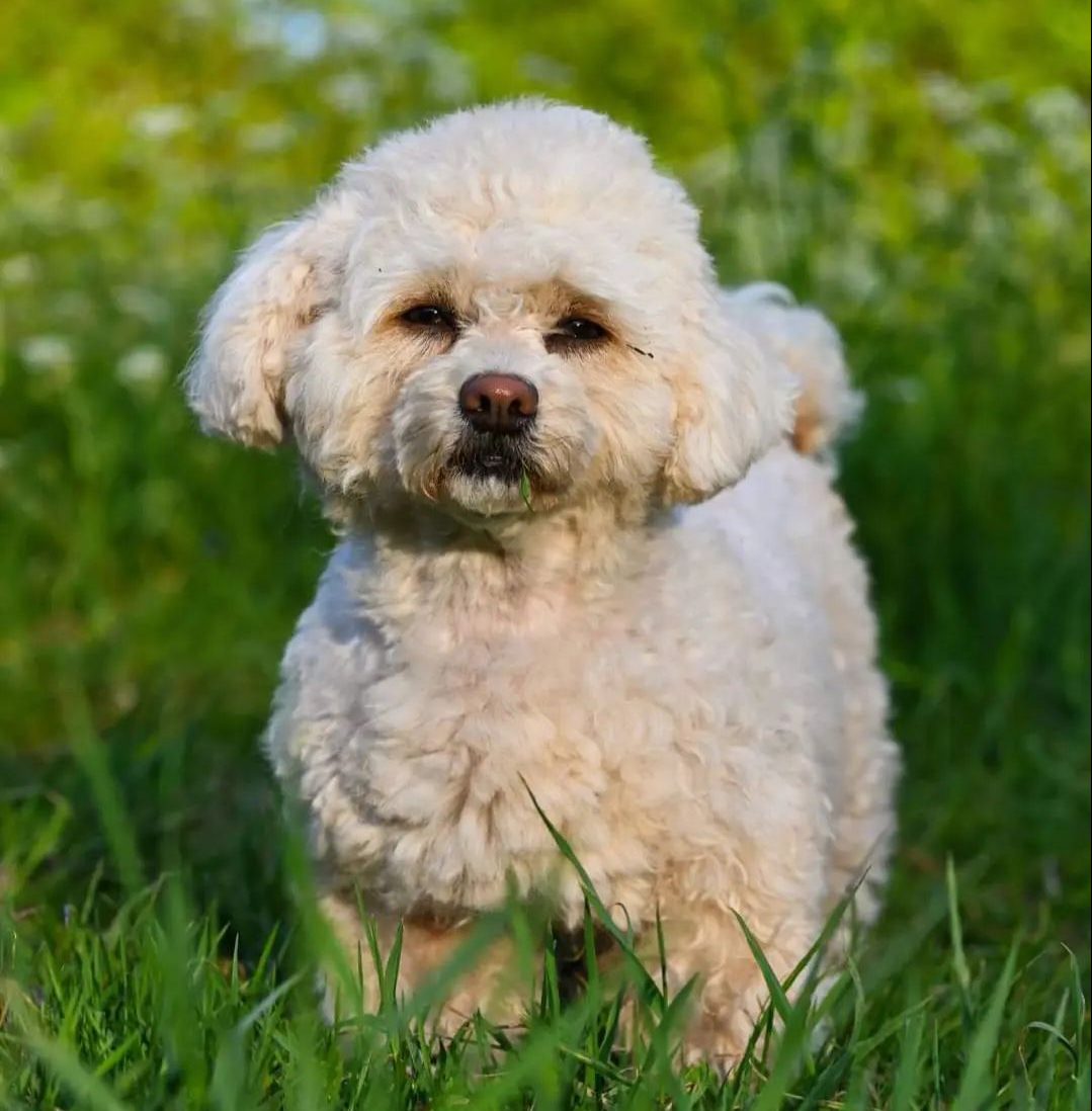 Havanese Poodle Mix The Perfect Addition To Your Home