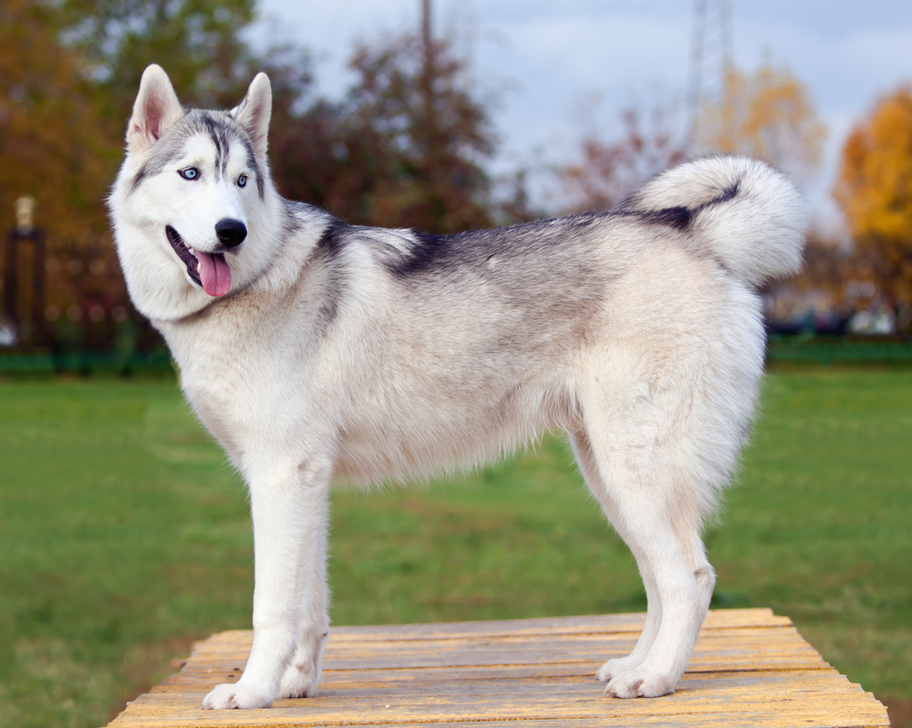 husky