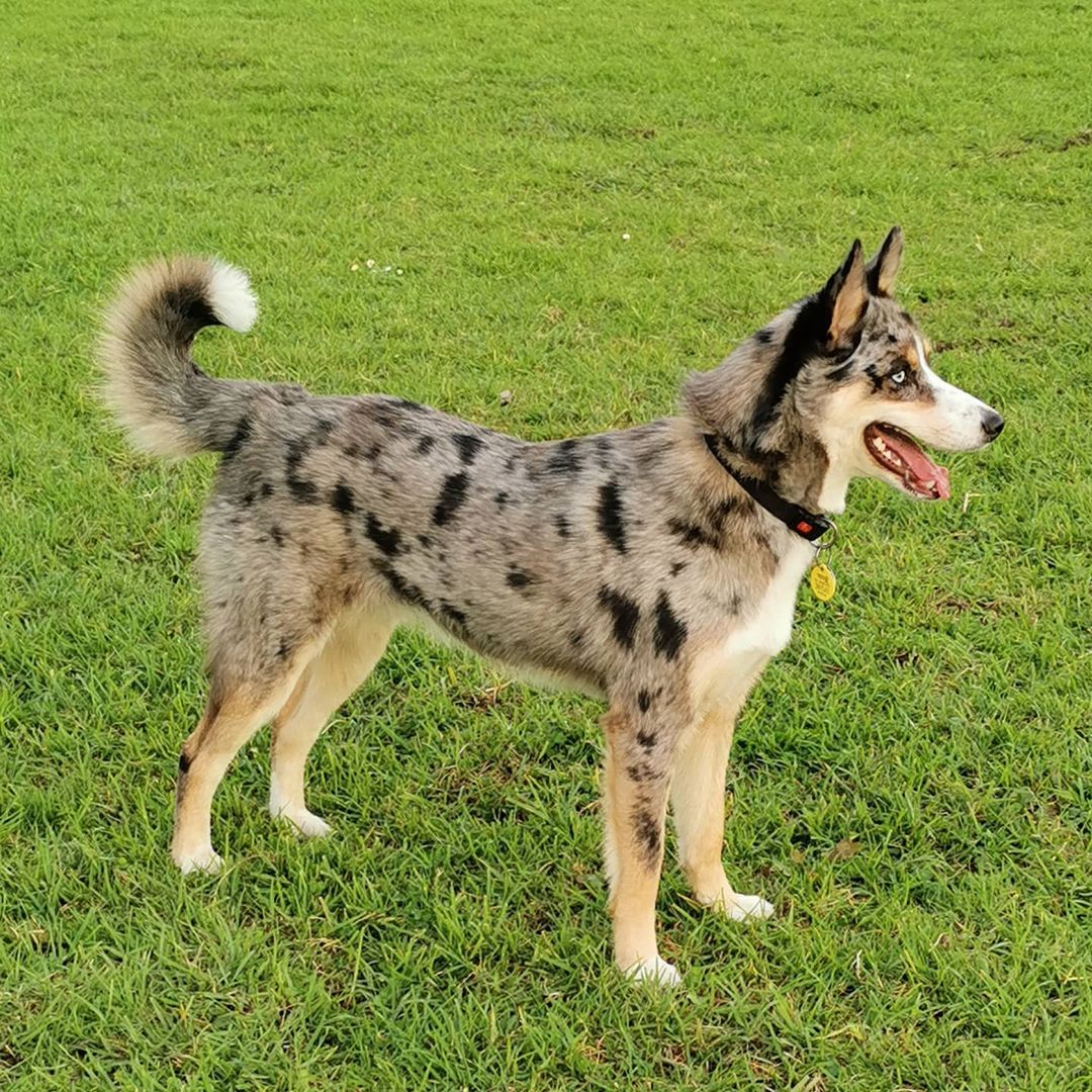 Catahoula Mix Popular Mixes With Catahoula Leopard Dog