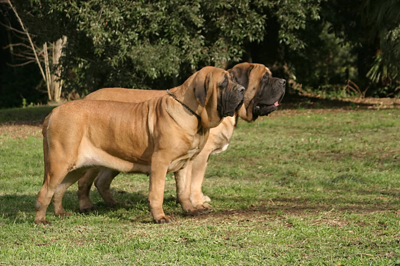 mastiff