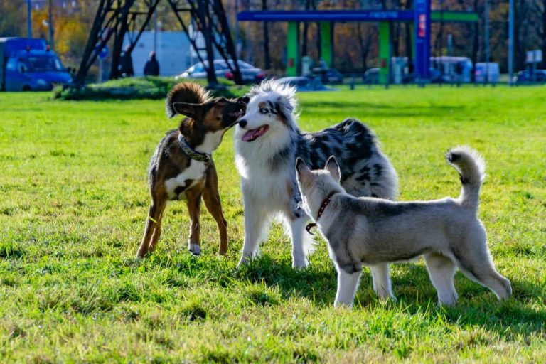 How Long After Neutering Does Behavior Change Dog?