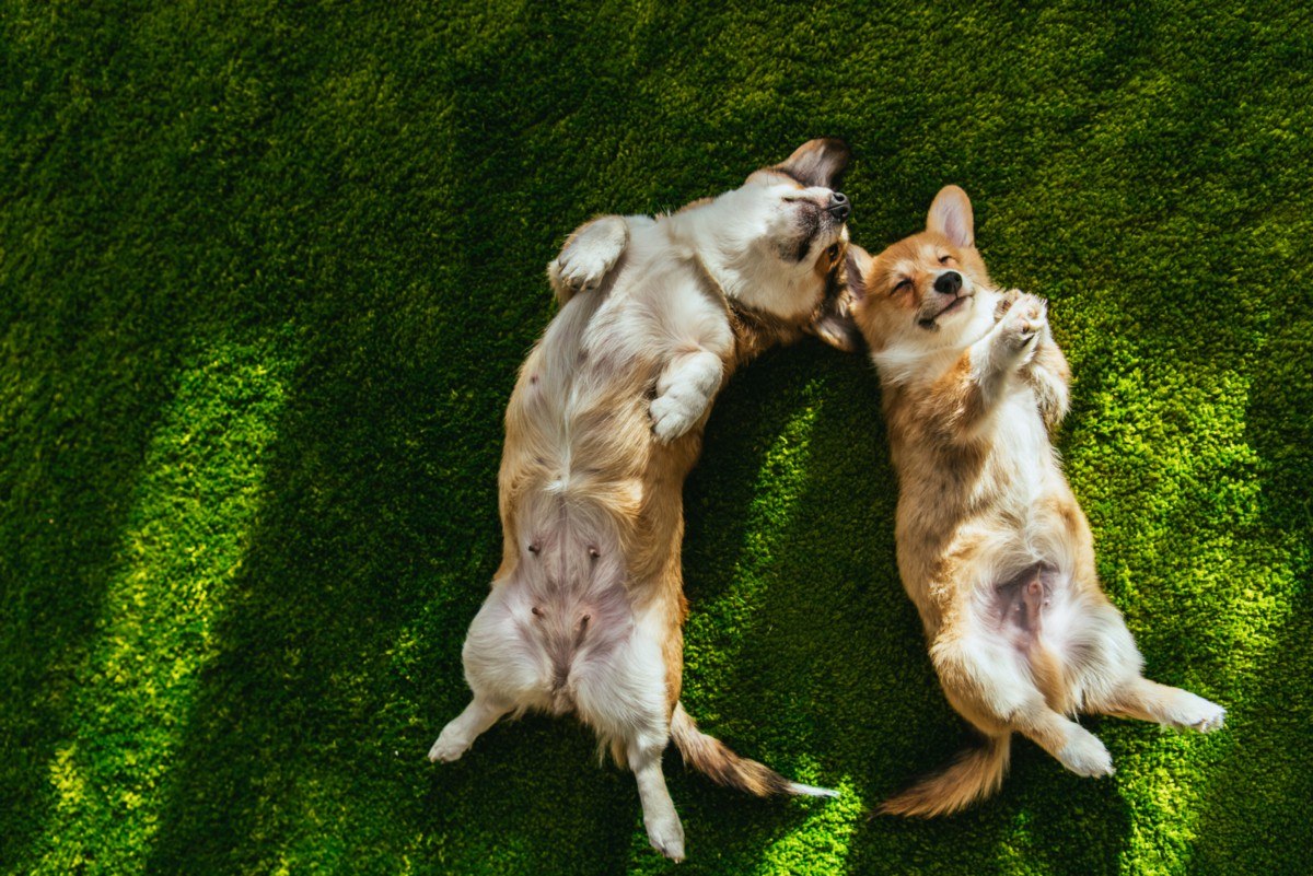 How Long After Neutering Does Behavior Change Dog?