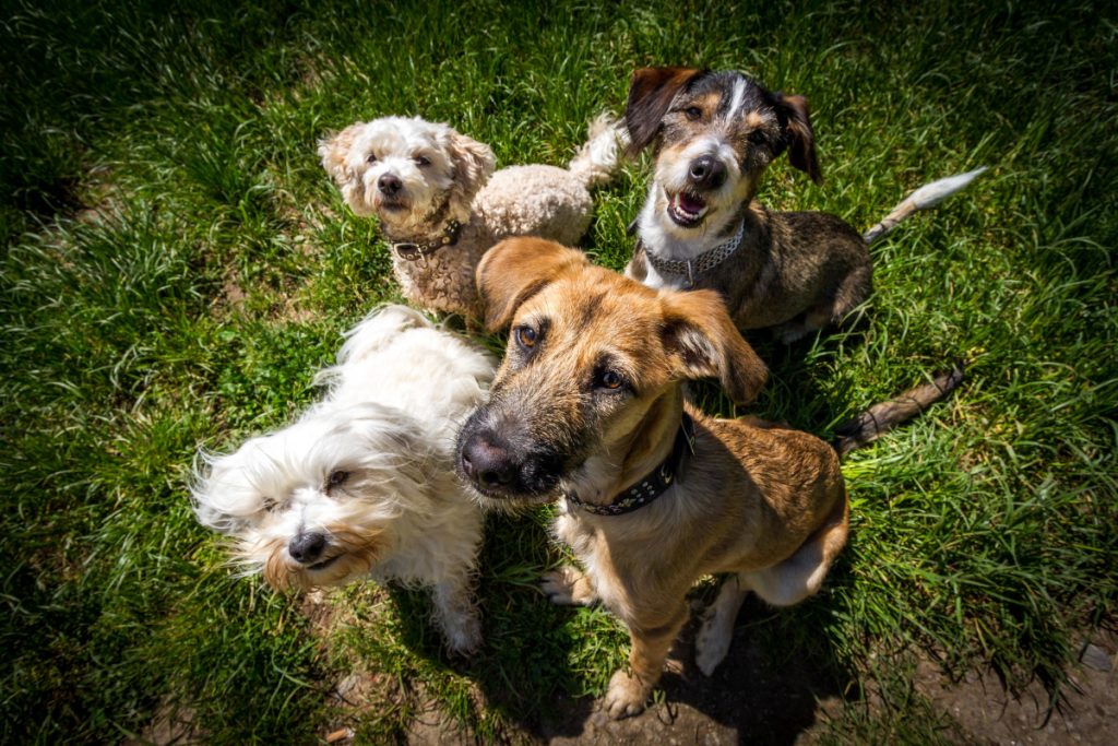 How Long After Neutering Does Behavior Change Dog?