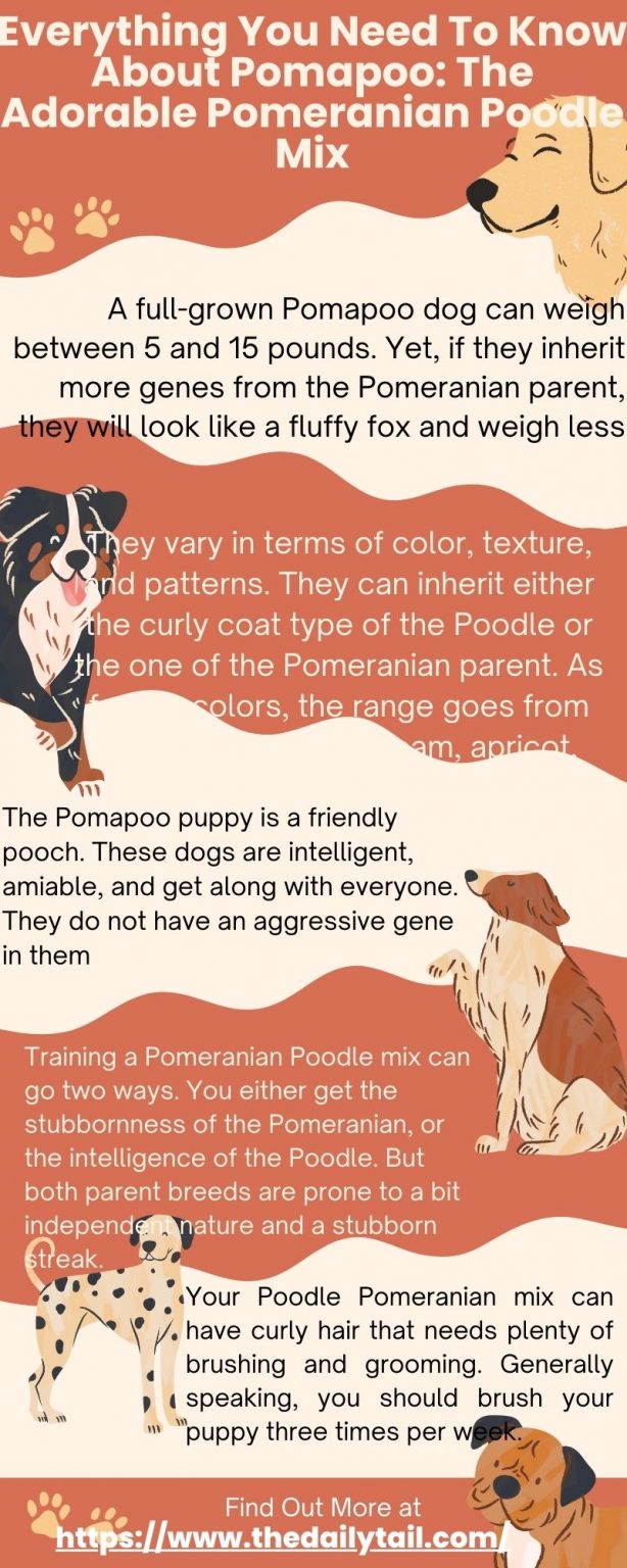 Everything You Need To Know About Pomapoo: The Adorable Pomeranian ...