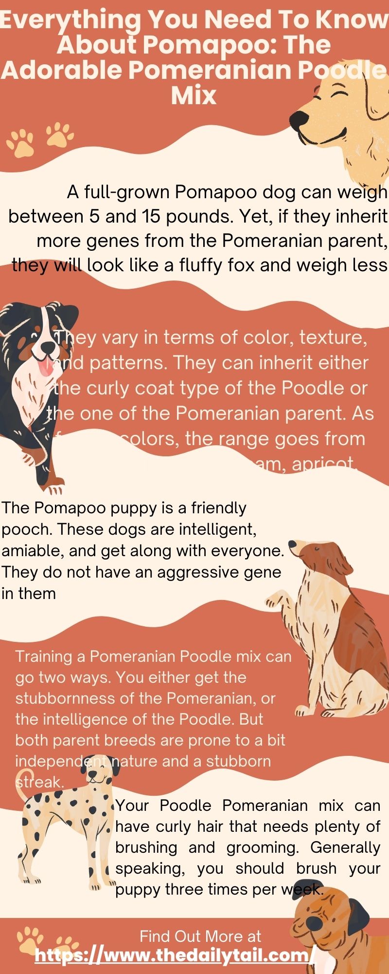 pomeranian poodle mix infographic