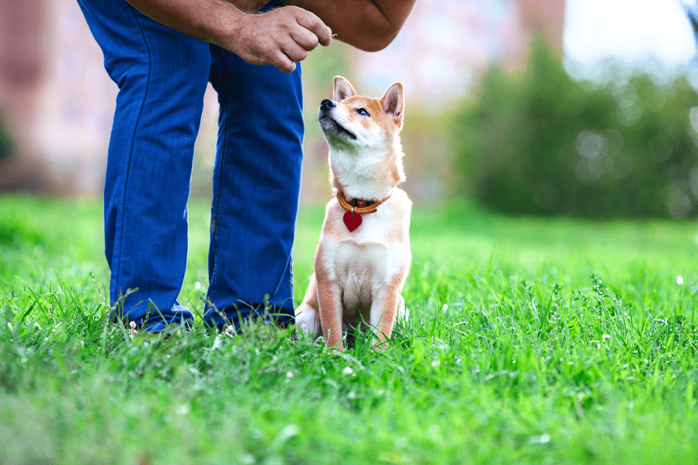 shiba inu training