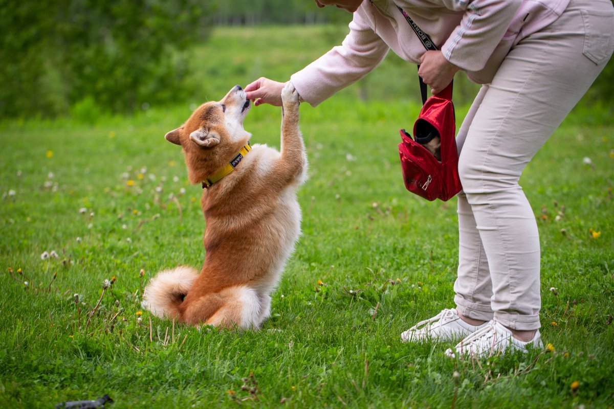 shiba inu training1